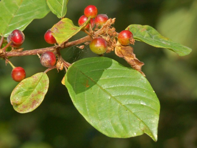 Dei piccoli frutti rossi ...- Frangula alnus